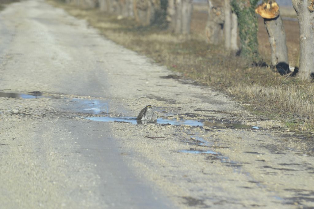 Sparviere al bagno